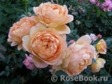 Lady of Shalott Lady of Shalott