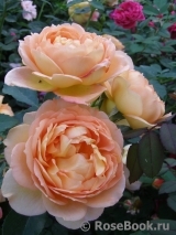 Lady of Shalott Lady of Shalott