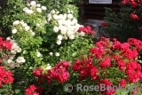 Black Forest Rose ®