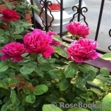 Sophy’s Rose Sophy’s Rose