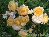Crown Princess Margareta® Crown Princess Margareta®