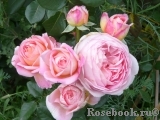Abraham Darby Abraham Darby