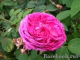 Reine des Violettes Reine des Violettes