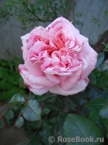 Abraham Darby Abraham Darby