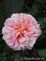 Abraham Darby Abraham Darby