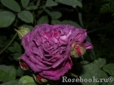 Reine des Violettes Reine des Violettes
