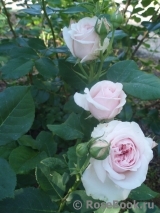 Claire Rose Claire Rose