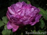 Reine des Violettes Reine des Violettes