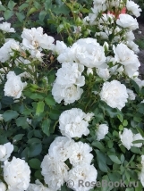 White Meidiland White Meidiland