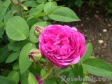 Reine des Violettes Reine des Violettes