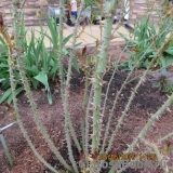 Harlow Carr Harlow Carr