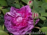 Reine des Violettes Reine des Violettes