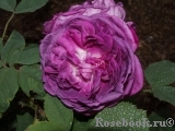 Reine des Violettes Reine des Violettes