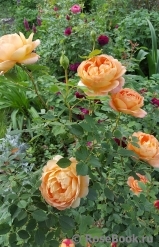 Lady of Shalott Lady of Shalott