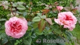 Augusta Luise Augusta Luise