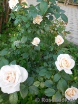 Lions Rose Lions Rose