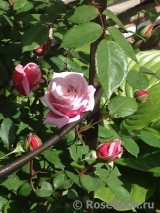 Blossomtime Blossomtime