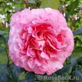Augusta Luise Augusta Luise