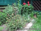 Rouge Meillandecor Rouge Meillandecor