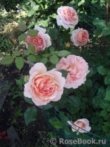 Abraham Darby Abraham Darby