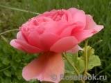 Princess Alexandra of Kent Princess Alexandra of Kent
