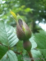 Robusta Robusta