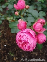 Pomponella Pomponella