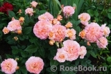 Augusta Luise Augusta Luise