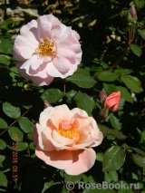 Clair Matin Clair Matin