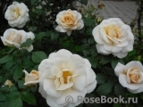 Lions Rose Lions Rose