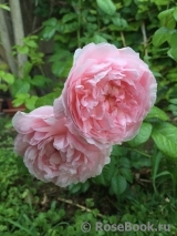 Strawberry Hill Strawberry Hill