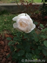 Desdemona Desdemona
