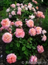 Augusta Luise Augusta Luise