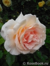 Chandos Beauty Chandos Beauty