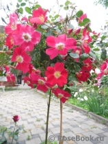 Candia Meillandecor Candia Meillandecor