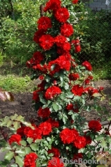 Roter Korsar Roter Korsar