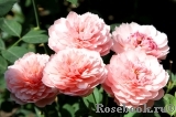 The Alnwick Rose The Alnwick Rose