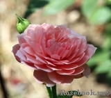 The Alnwick Rose The Alnwick Rose