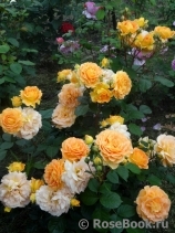 Goldelse Goldelse