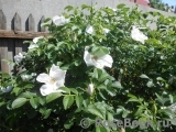 Rosa rugosa f. Alba Rehder Rosa rugosa f. Alba Rehder