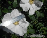 Rosa rugosa f. Alba Rehder Rosa rugosa f. Alba Rehder