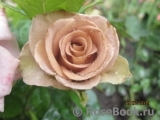 Julia's Rose Julia's Rose