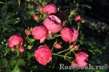 Pomponella Pomponella