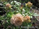 Julia's Rose Julia's Rose
