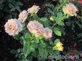Julia's Rose Julia's Rose