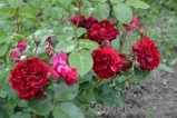 Highgrove Highgrove