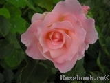 Rokoko Rokoko