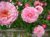 Tickled Pink Tickled Pink
