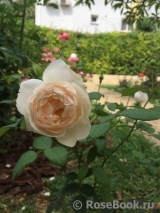 Desdemona Desdemona