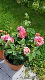 Augusta Luise Augusta Luise